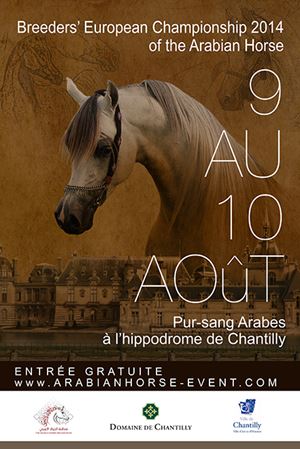 Hippodrome de Chantilly chevaux arabes